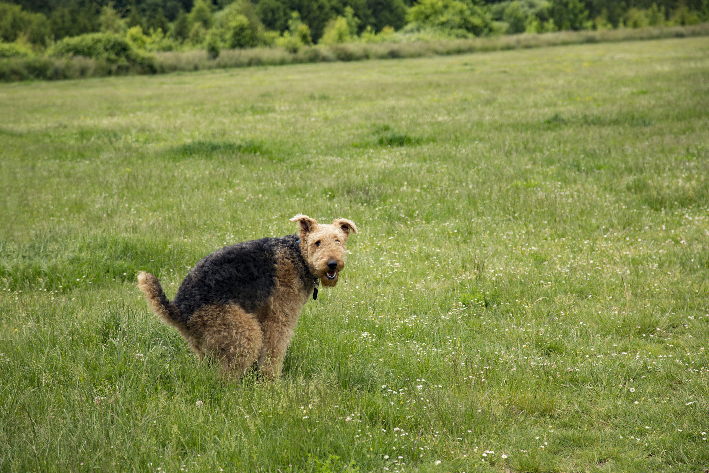 Top 10+ how to make my dog poop now 5 Is your dog constipated? Try these simple tricks to make them poop quickly