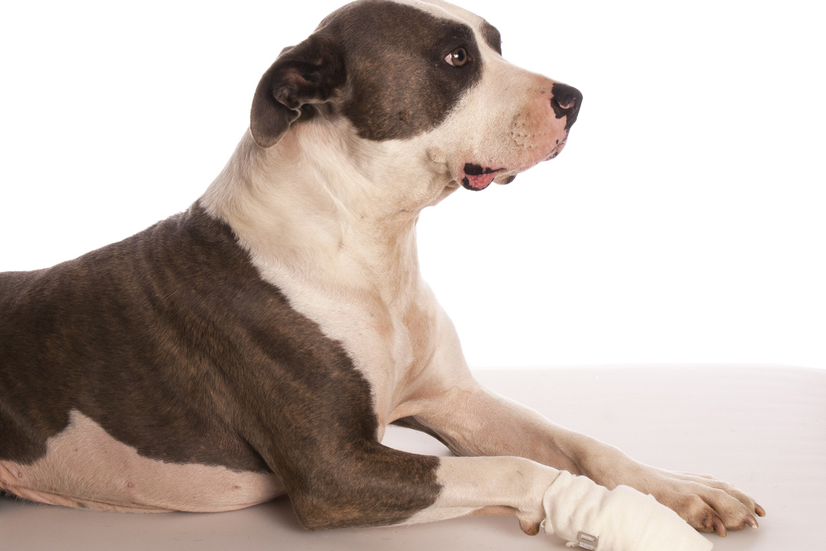 Dog with bandage on paw