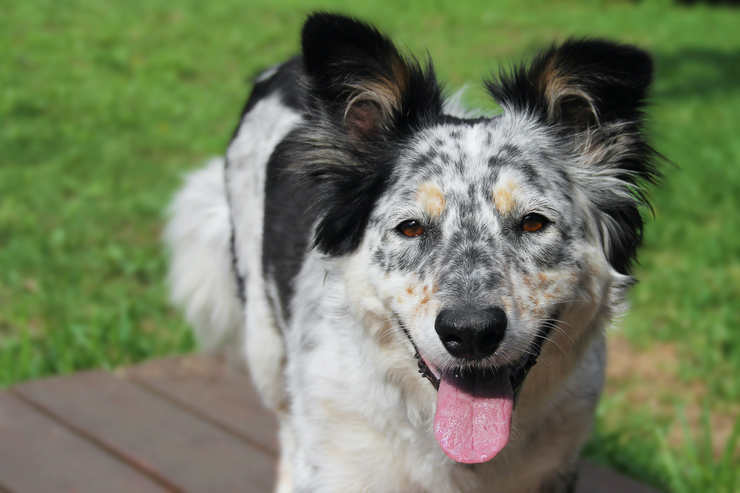 An Australian shepherd dog lies in the grass, panting