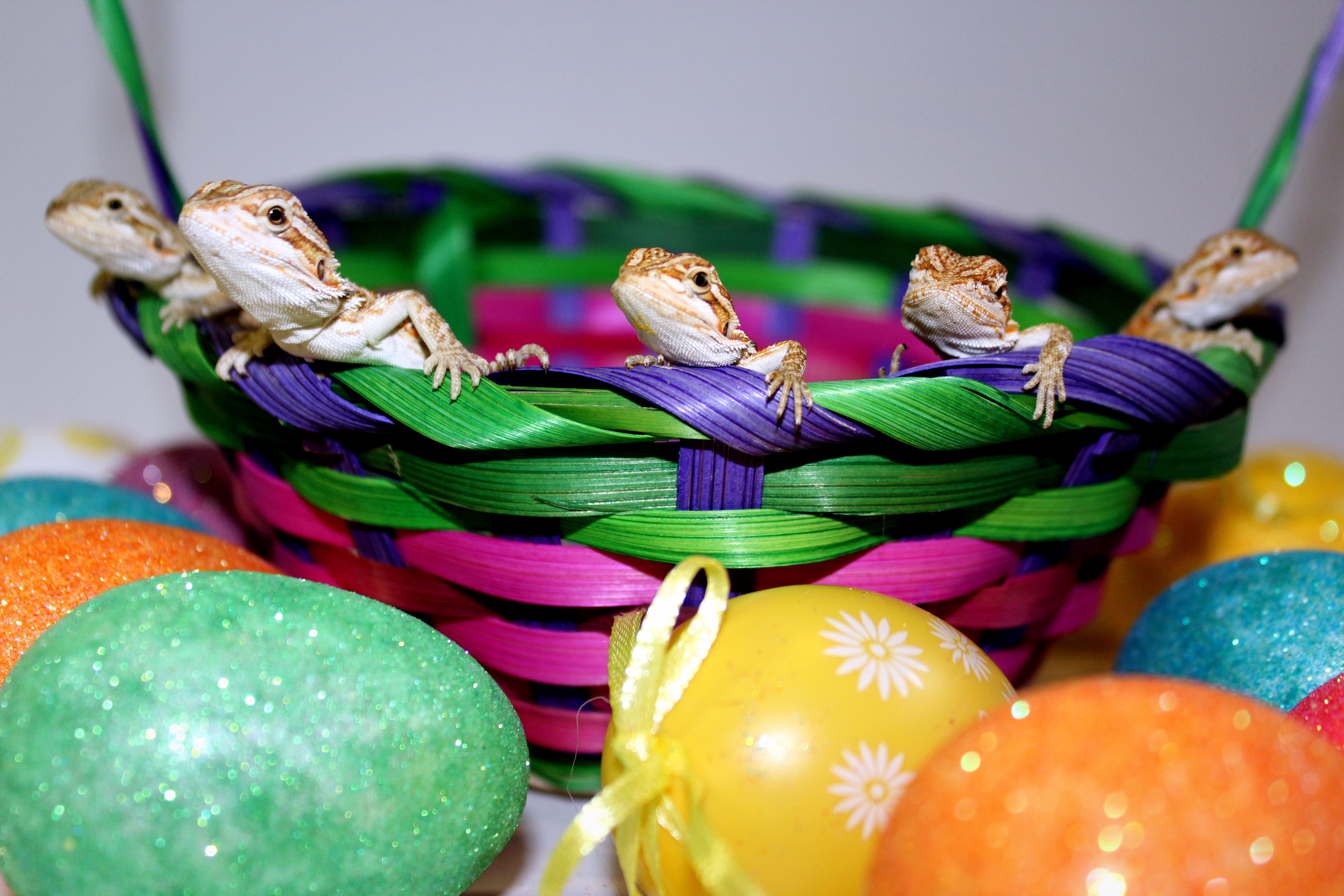 Baby bearded dragons in an easter basket