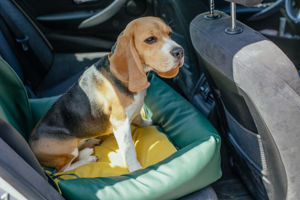 Beagle sits in a green and yellow car seat in the back seat of a car