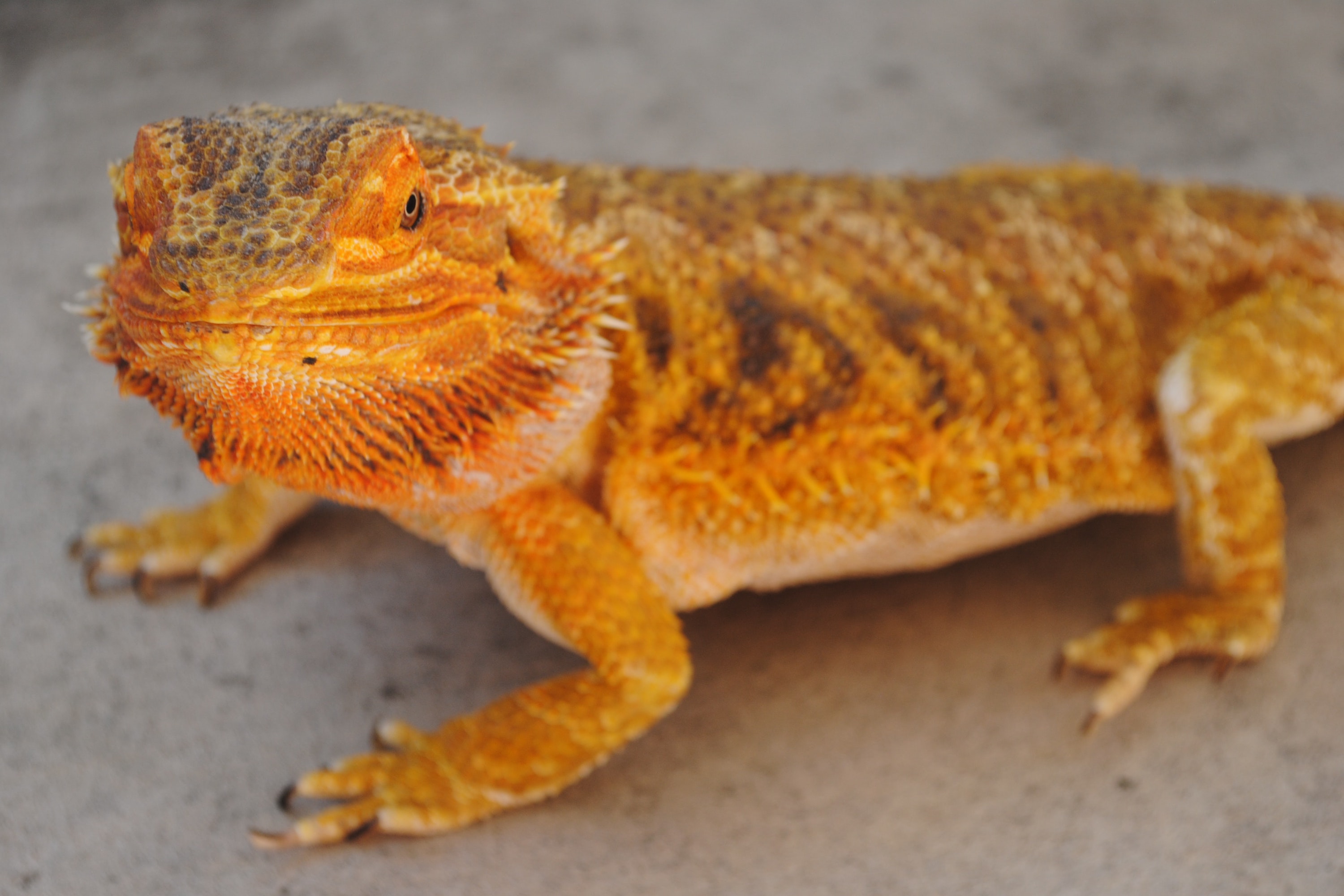 Yellow bearded dragon looks at camera