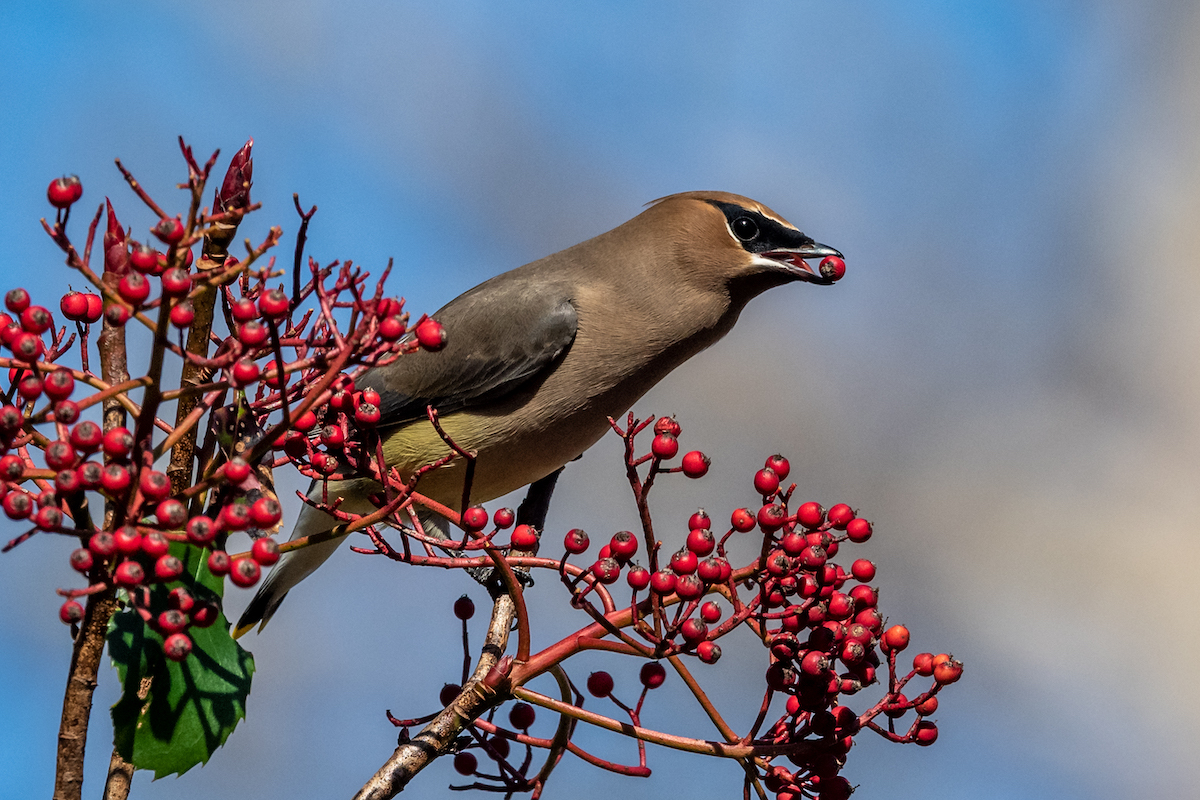Bird eats red berries from a bush