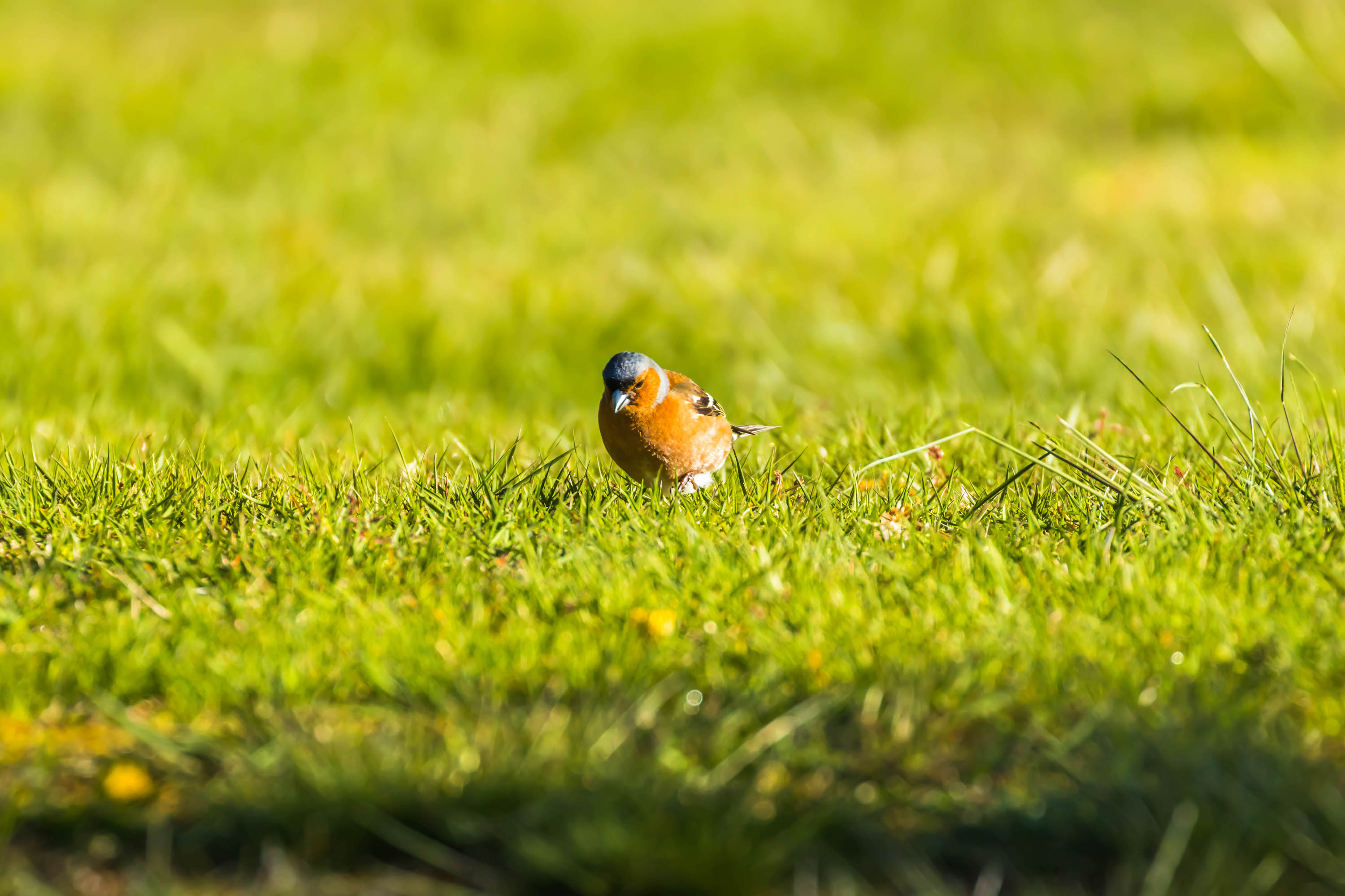  Follow these 6 tips to stop birds from eating your grass seed