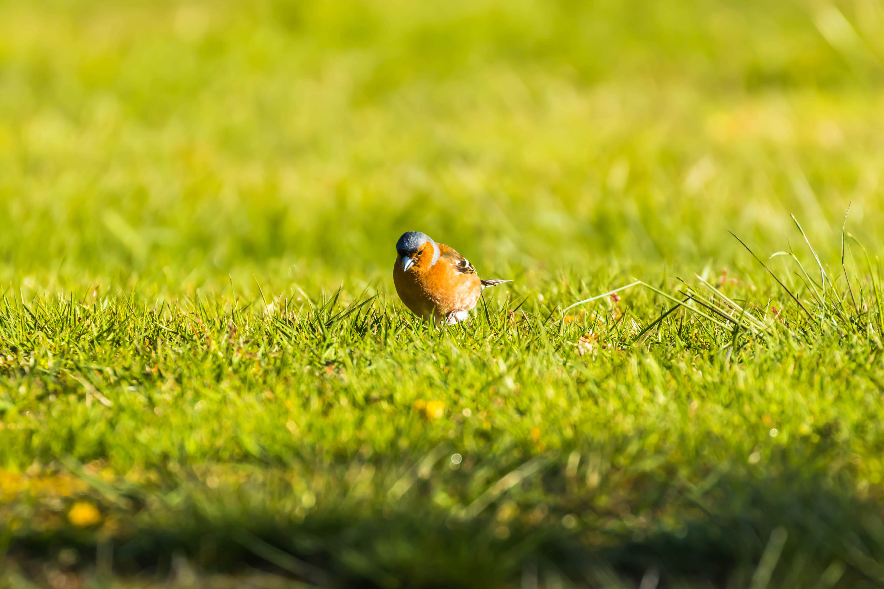 Try These 6 Tips For Keeping Birds Off Your Lawn PawTracks