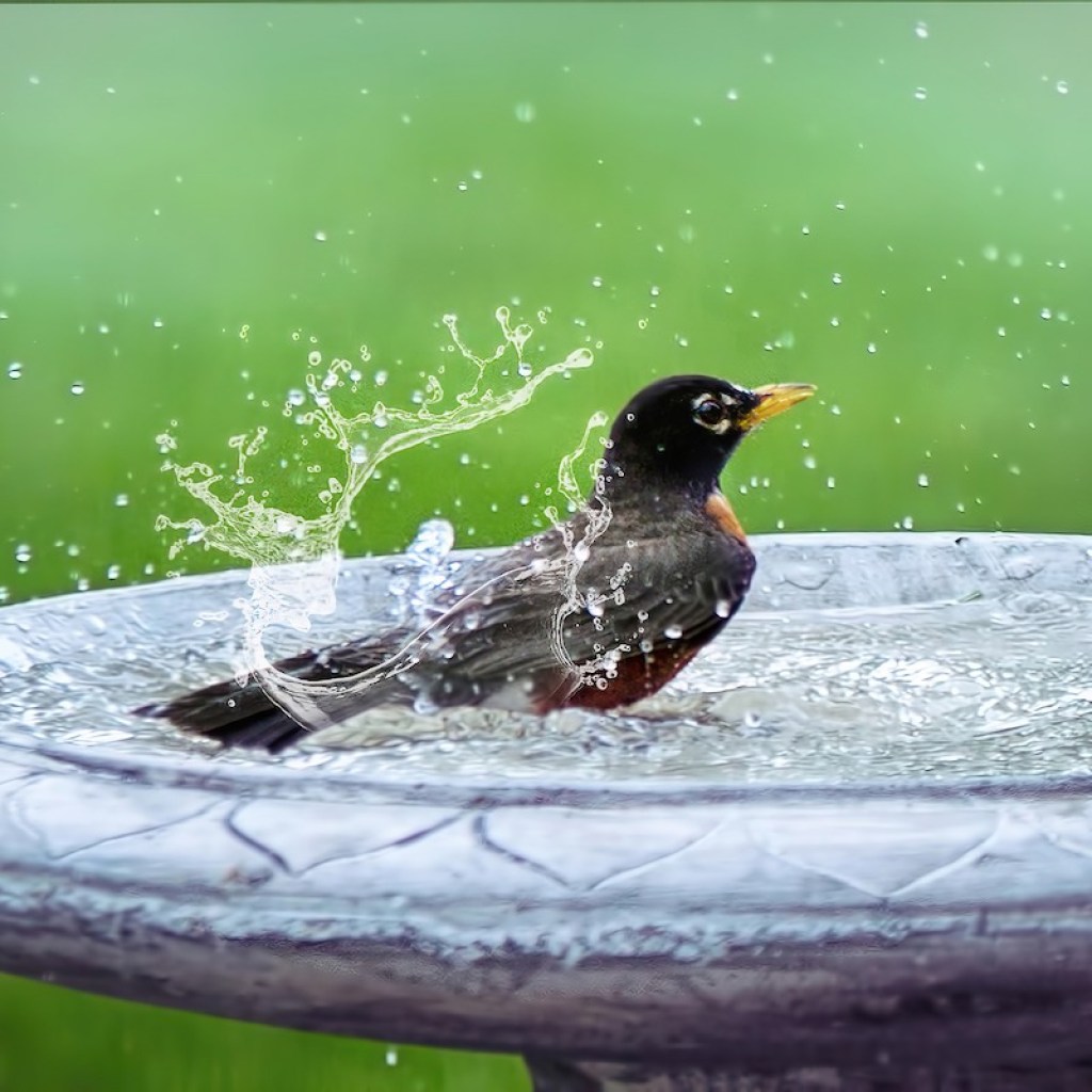 Bird splashes in outdoor bird bath