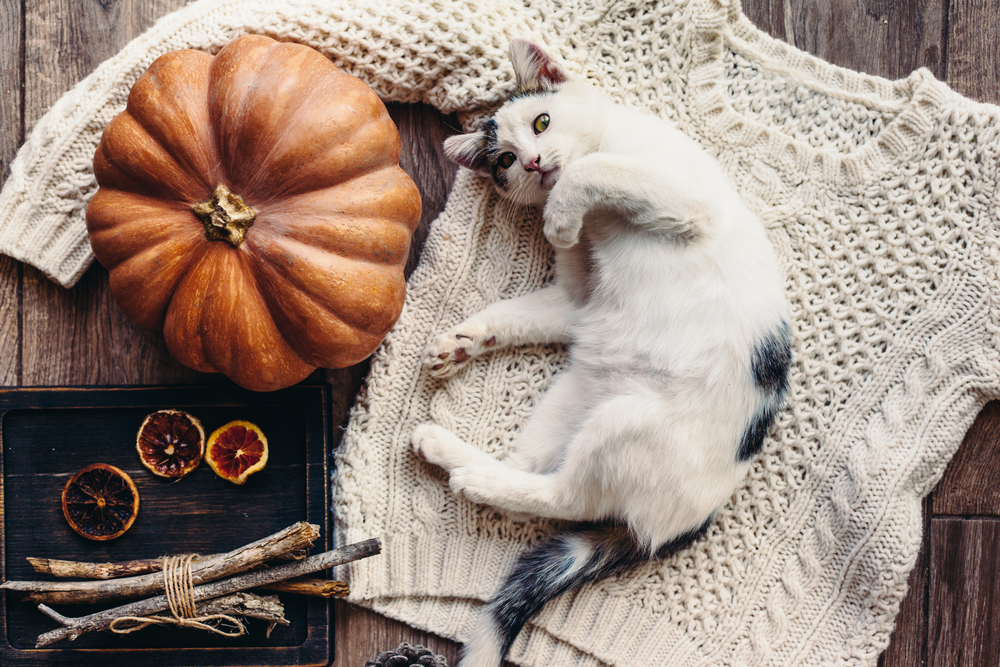 A black and white cat lying on a cream knitted sweater with Thanksgiving decorations placed artfully nearby