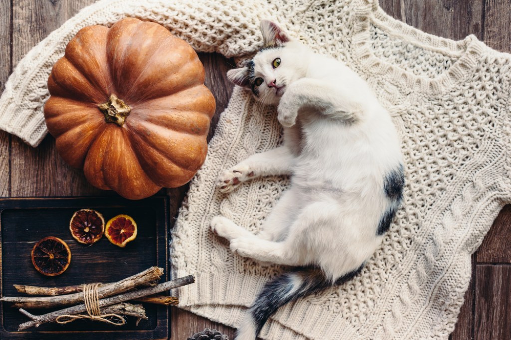 A black and white cat lying on a cream knitted sweater. Thanksgiving decorations are placed artfully nearby.