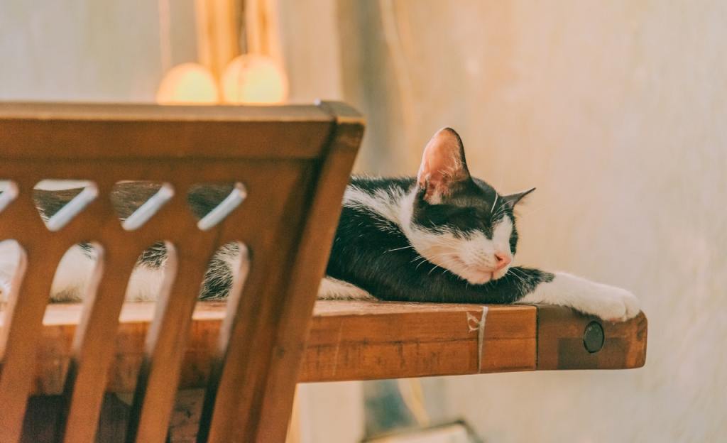 A black and white cat takes a nap on a kitchen table.