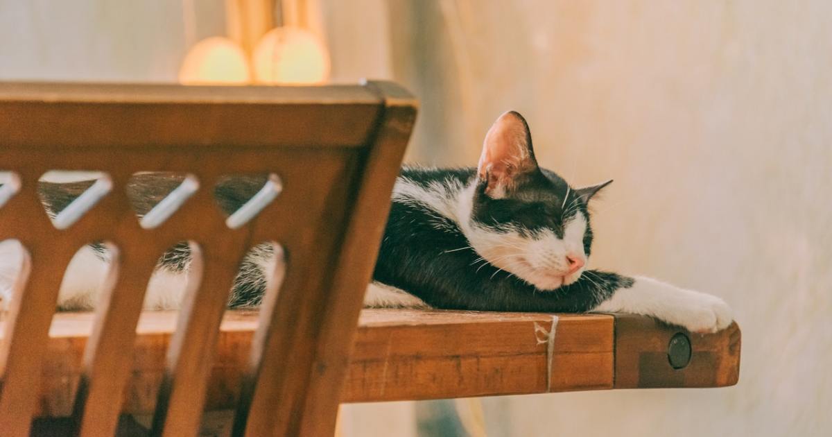 How To Stop Your Cat From Jumping on Tables and Counters PawTracks