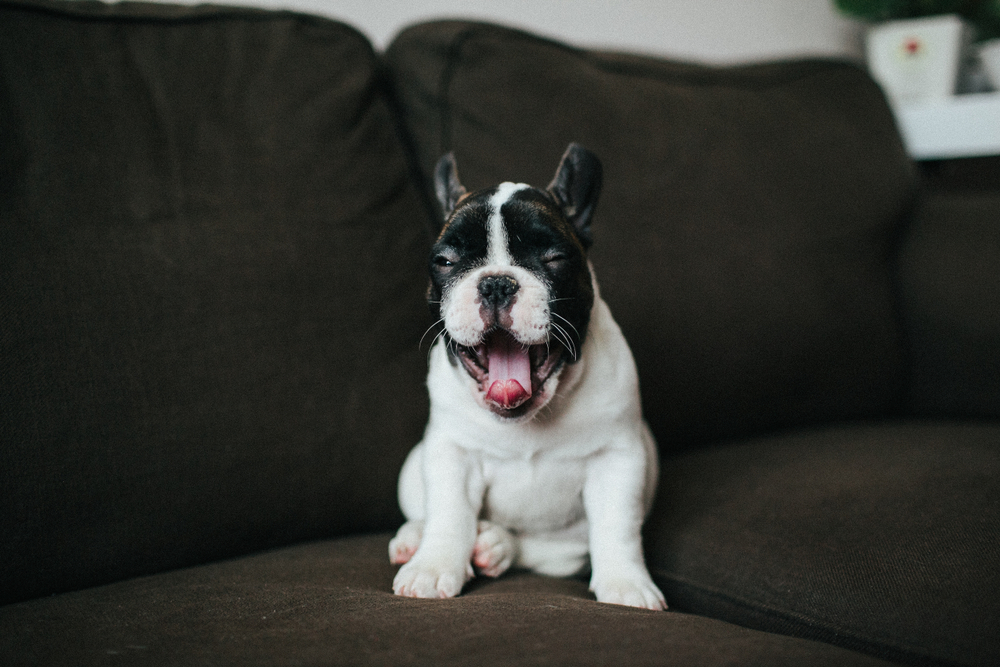 A black and white French bulldog yawning on a sofa.