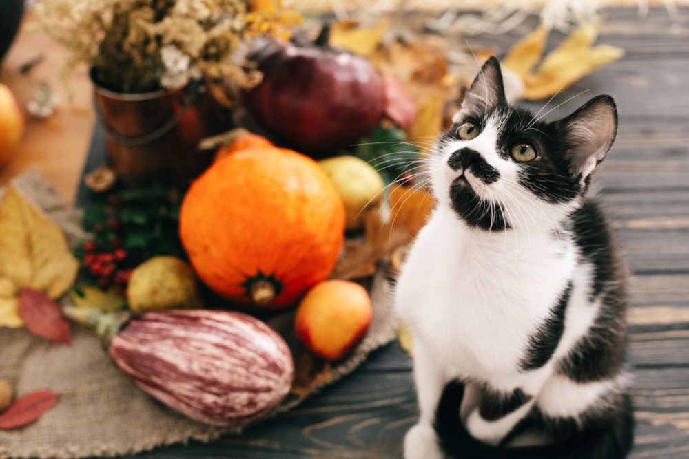 A black and white kitten sits beside decorative Thanksgiving foods