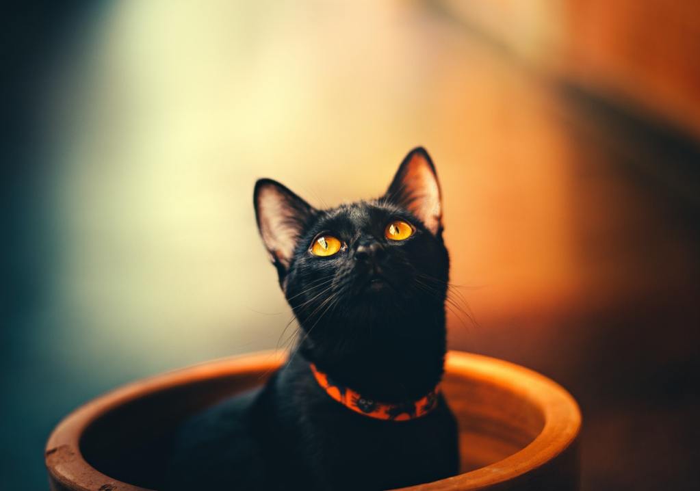 A black cat with amber eyes wearing a Halloween collar sits in a planter