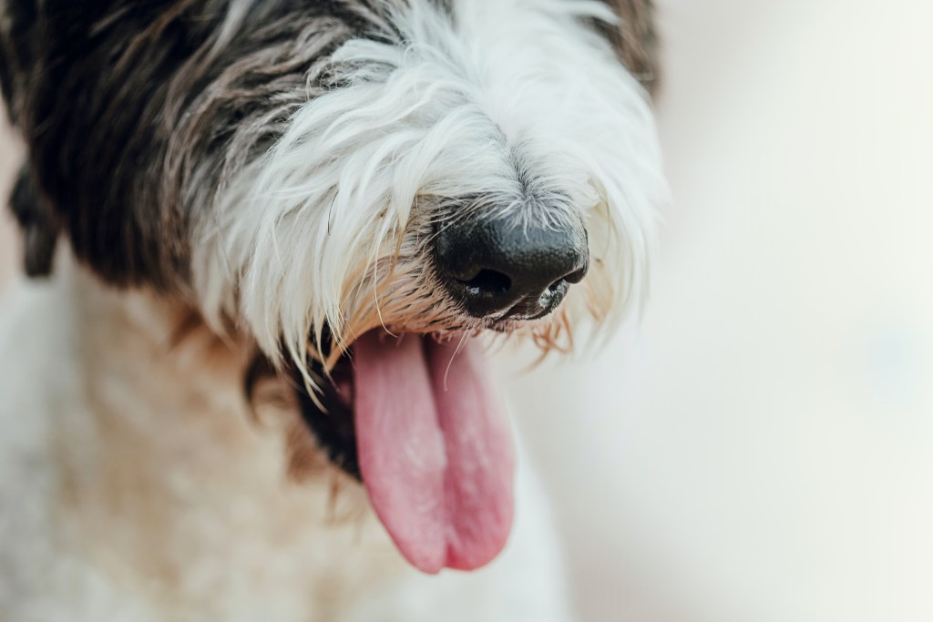 Closeup, of black and white dog's nose