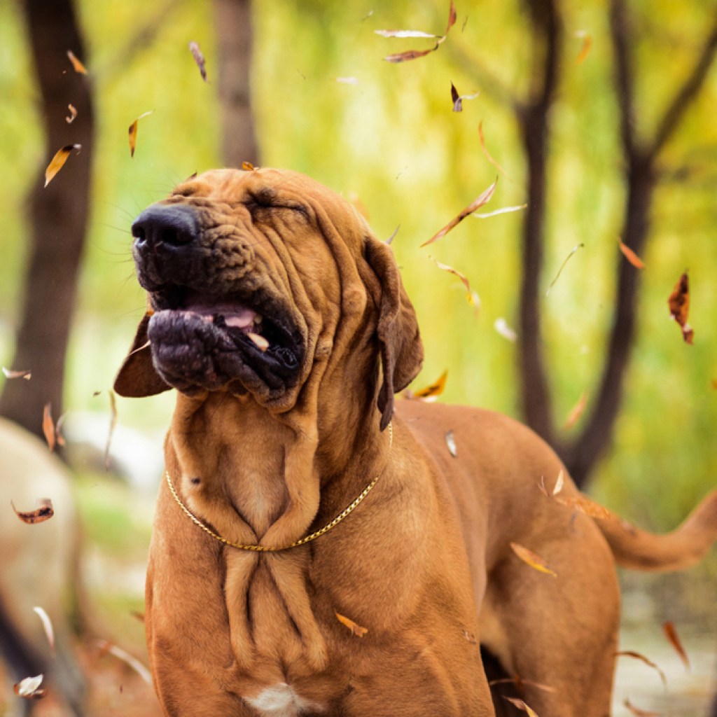 A Bloodhound sneezing as autumn leaves fall around him