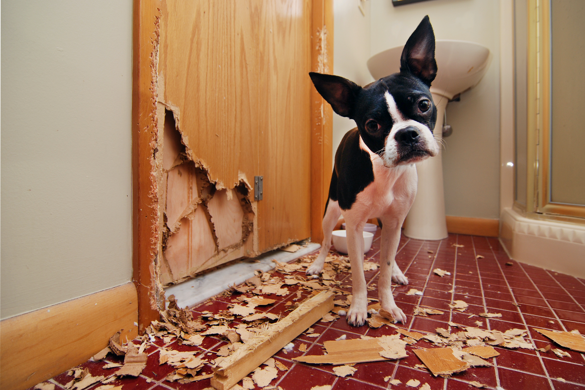 A Boston Terrier puppy stands next to a door they chewed