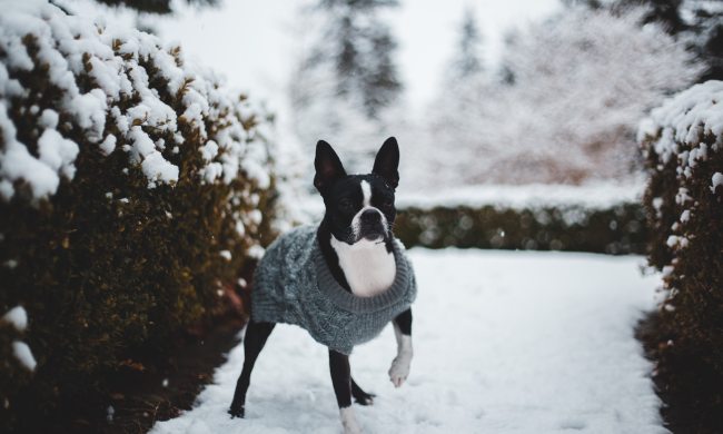 A Boston Terrier wearing a sweater stands in the snow