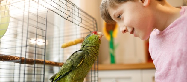 Boy looks at pet bird coming out of cage