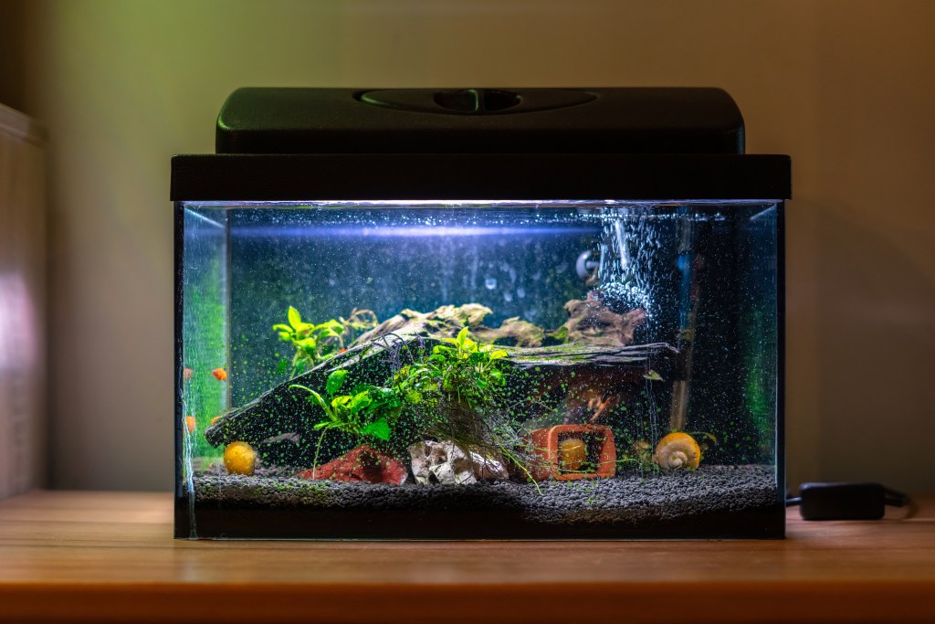 Fish tank with healthy bubbles coming out of filter