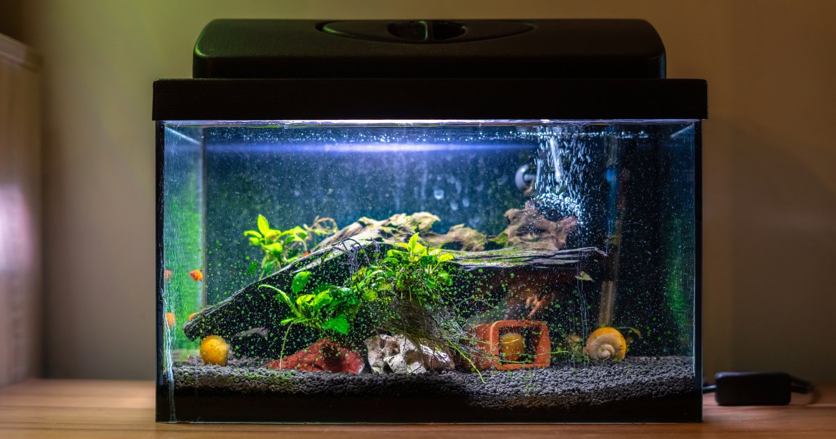 smeren segment Geometrie What Do the Bubbles In Your Fish Tank Mean? | PawTracks