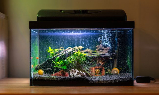 Fish tank with healthy bubbles coming out of filter