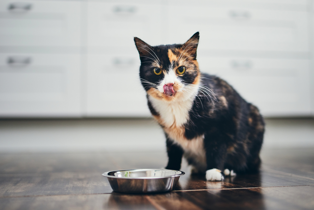 A calico cat licking her lips as she eats from a silver bowl.