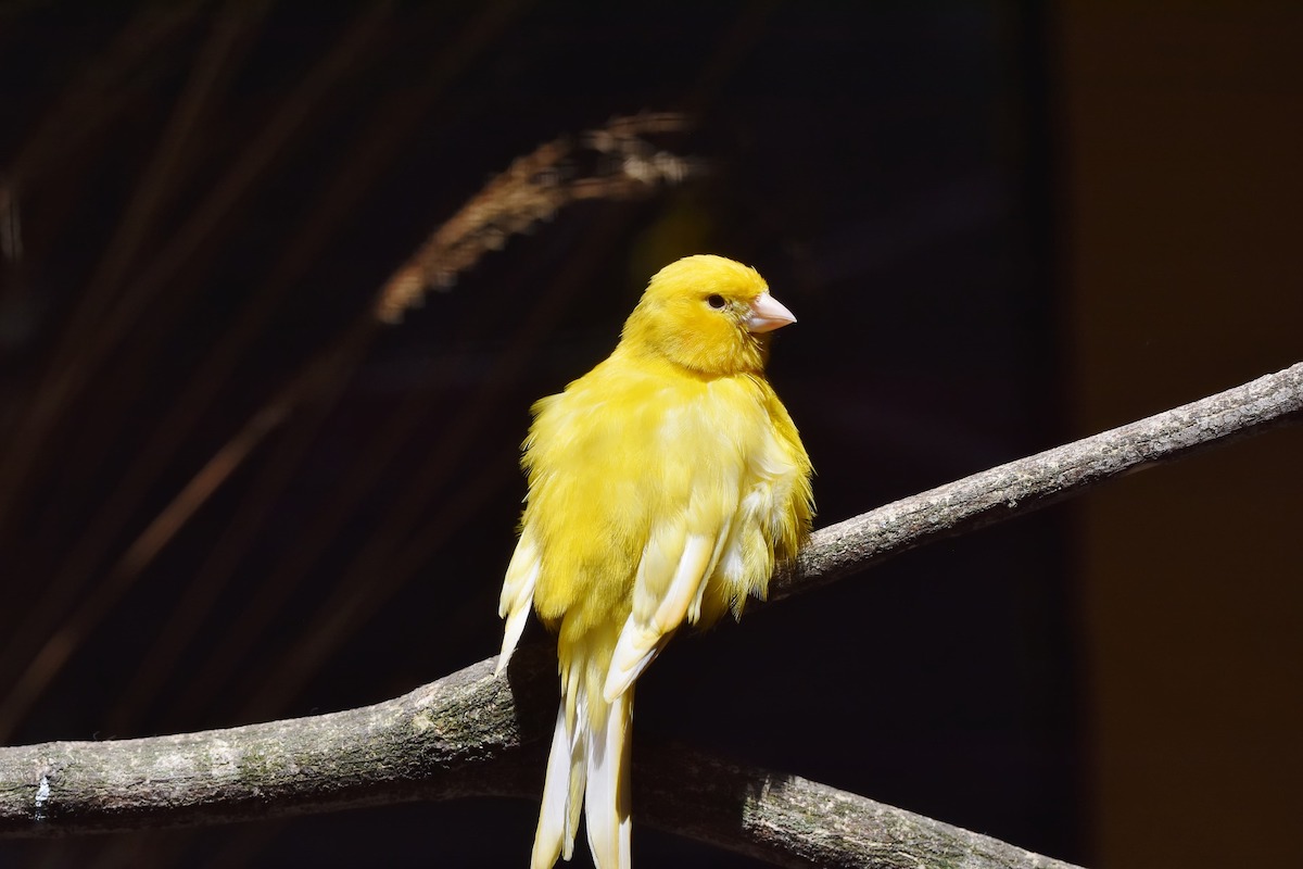 Canary sits on a branch