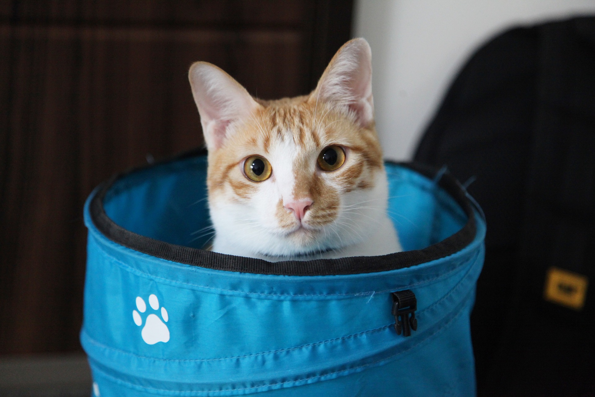 Orange and white cat sitting in a blue bin