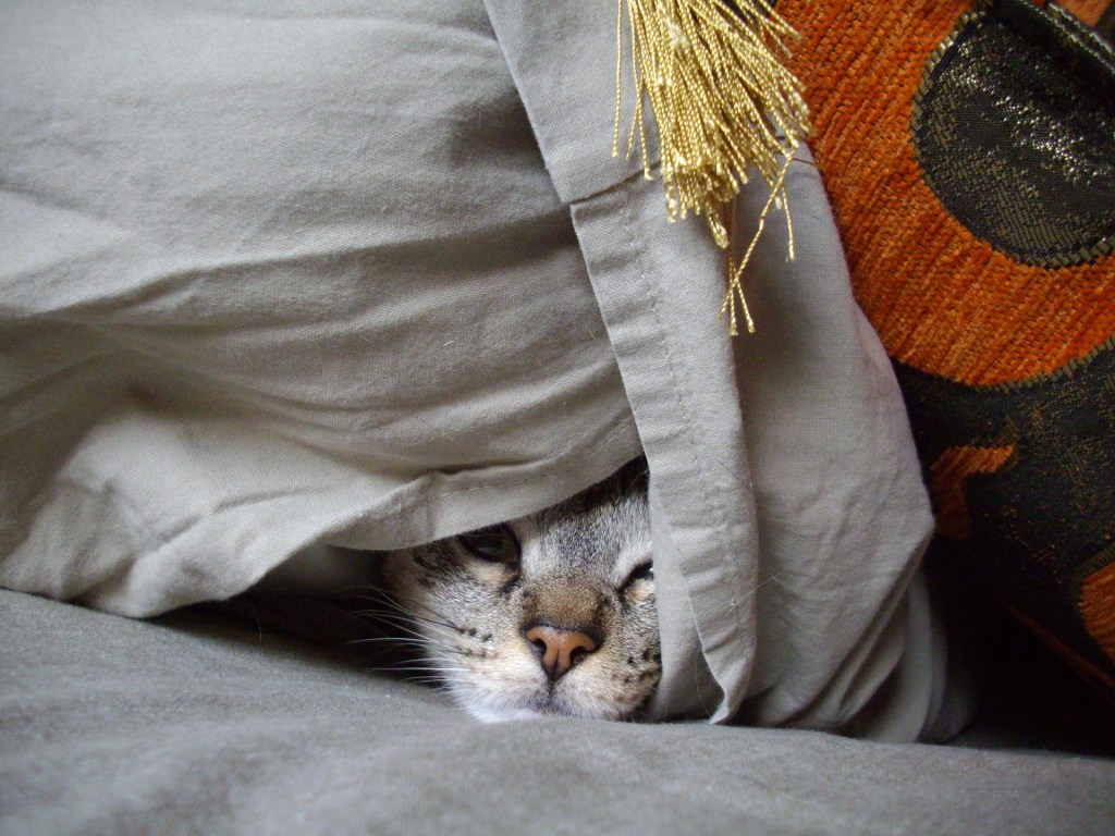 Pilka katė slepiasi po krūva antklodžių