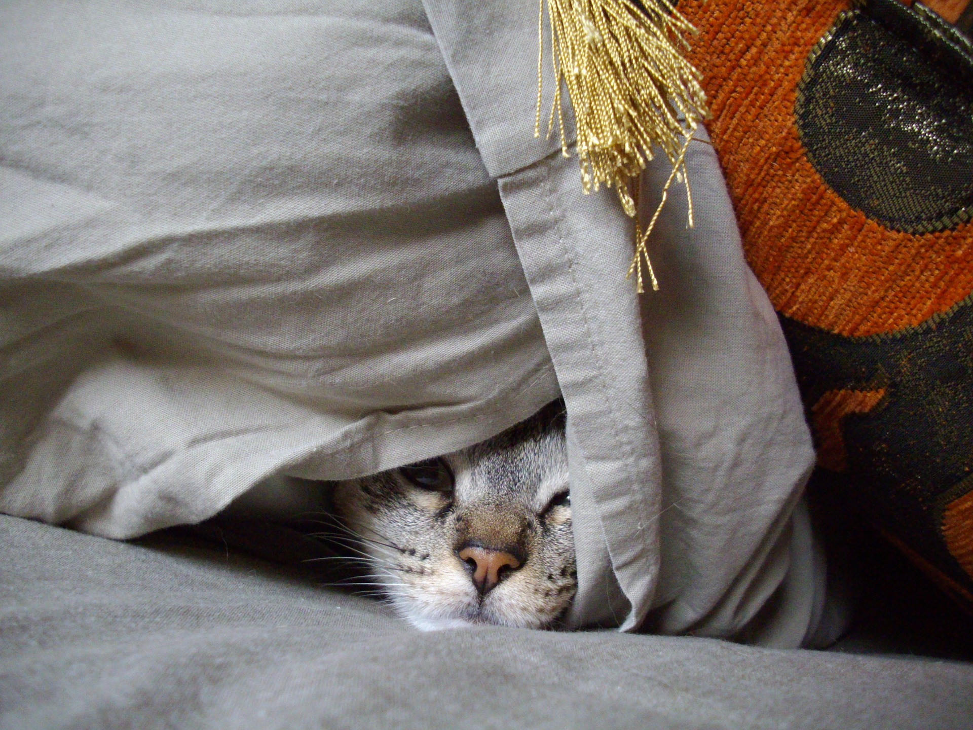 Grey cat hiding under a pile of blankets
