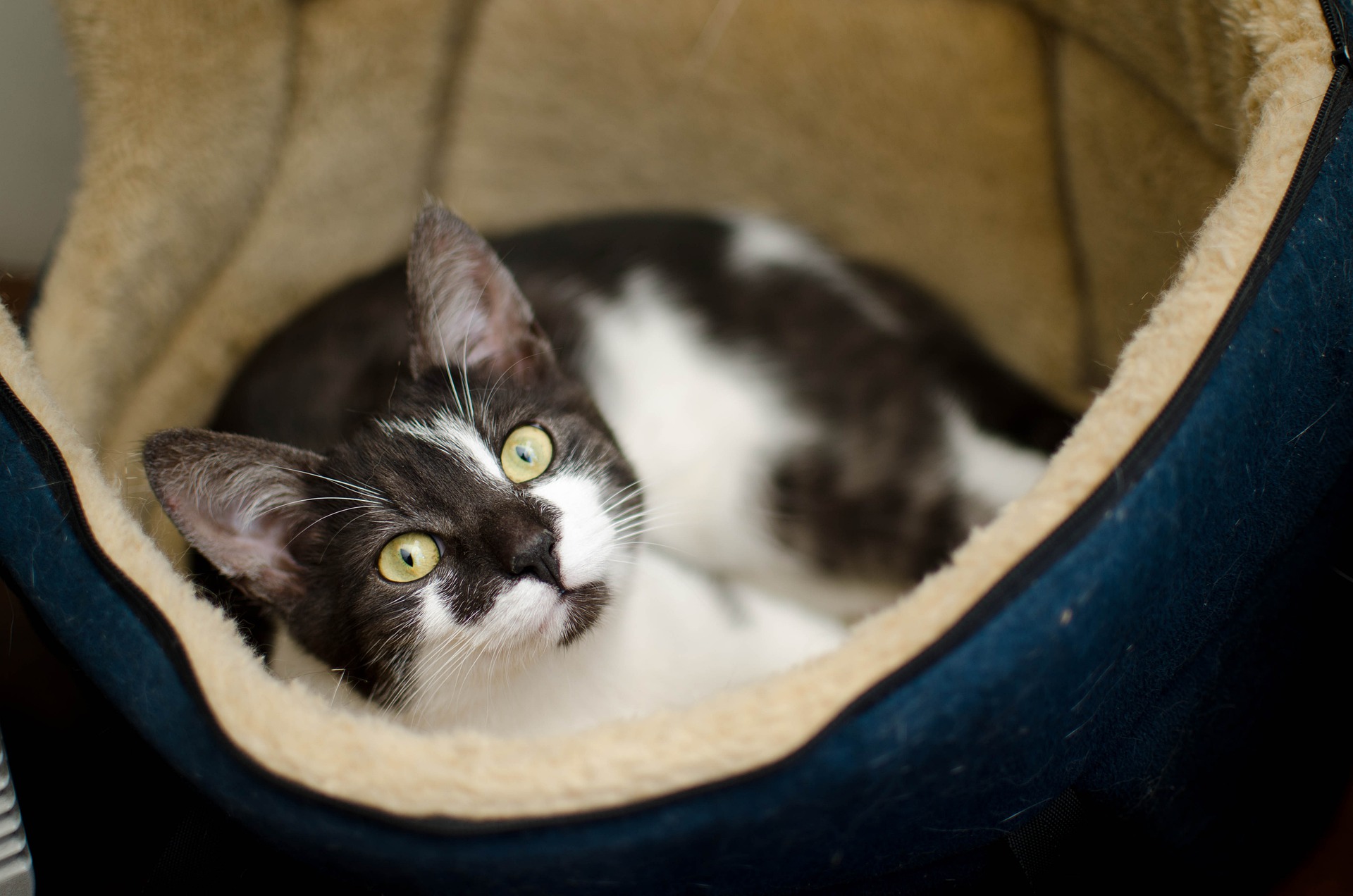 Black and white cat sleeping in a cat bed