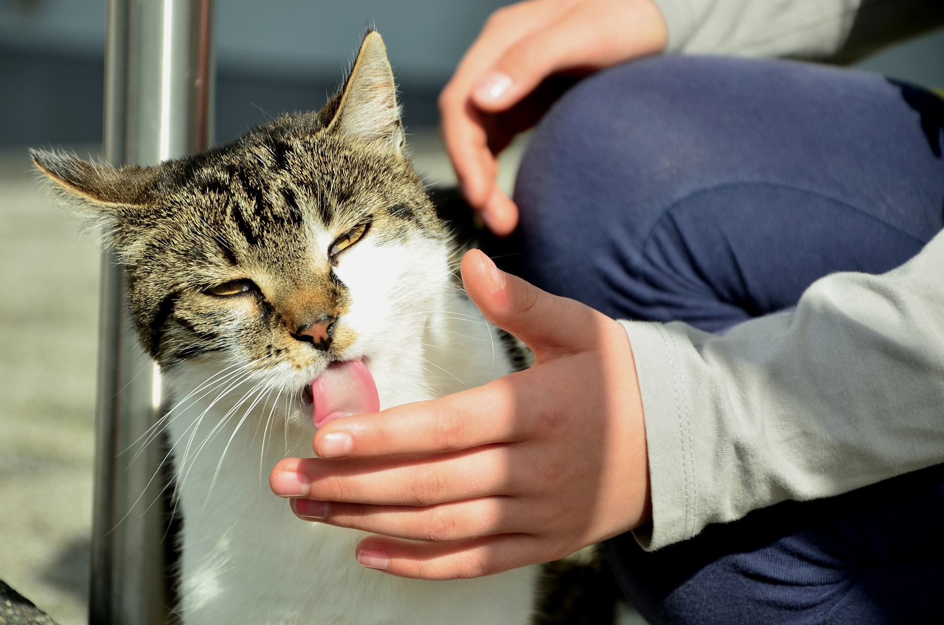 A brown and white cat licking a person's hand