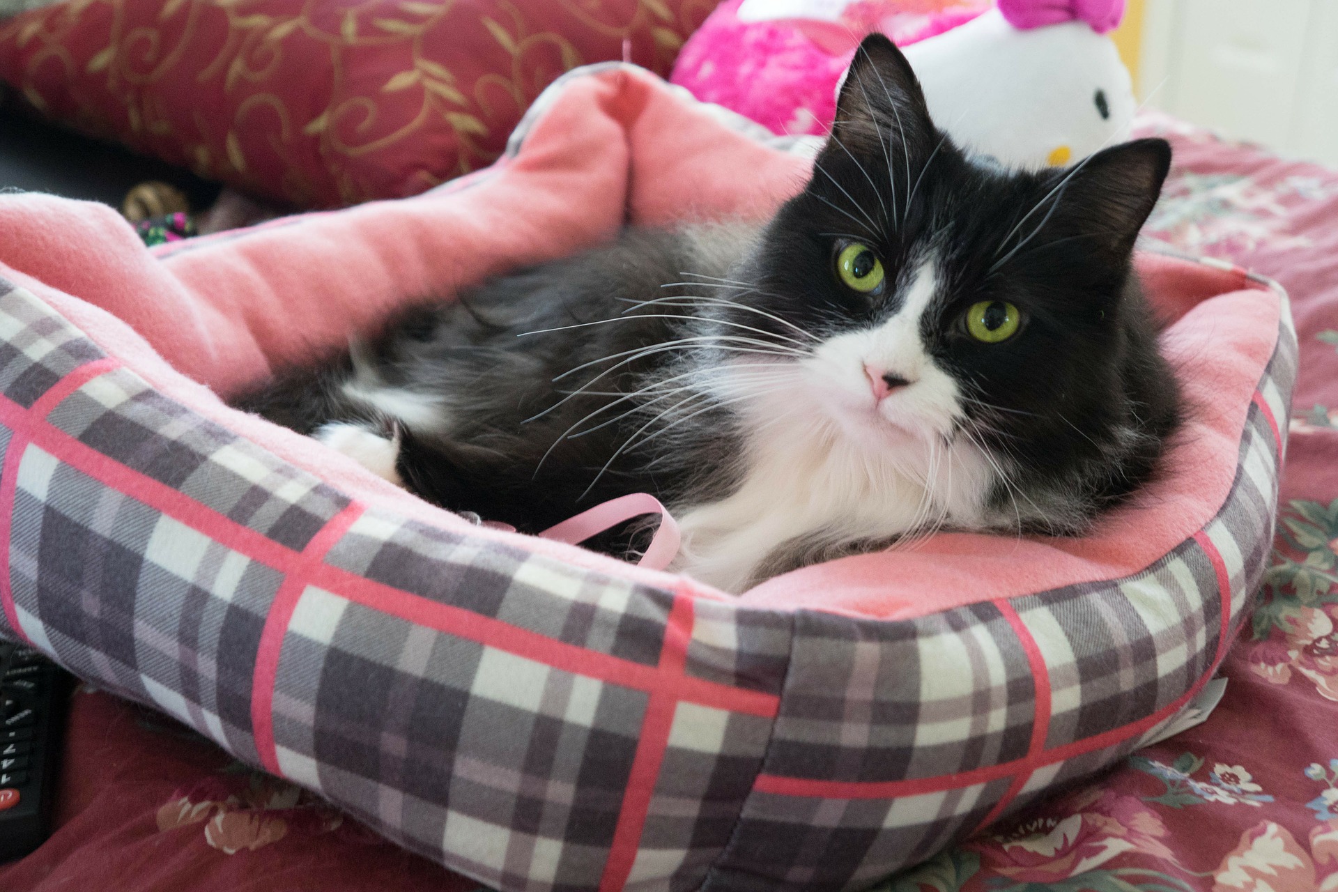 Black and white cat lying on a cat bed on a sofa