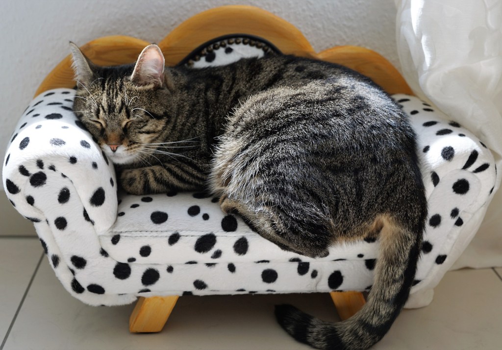 Laiminga katė miega ant katės sofos