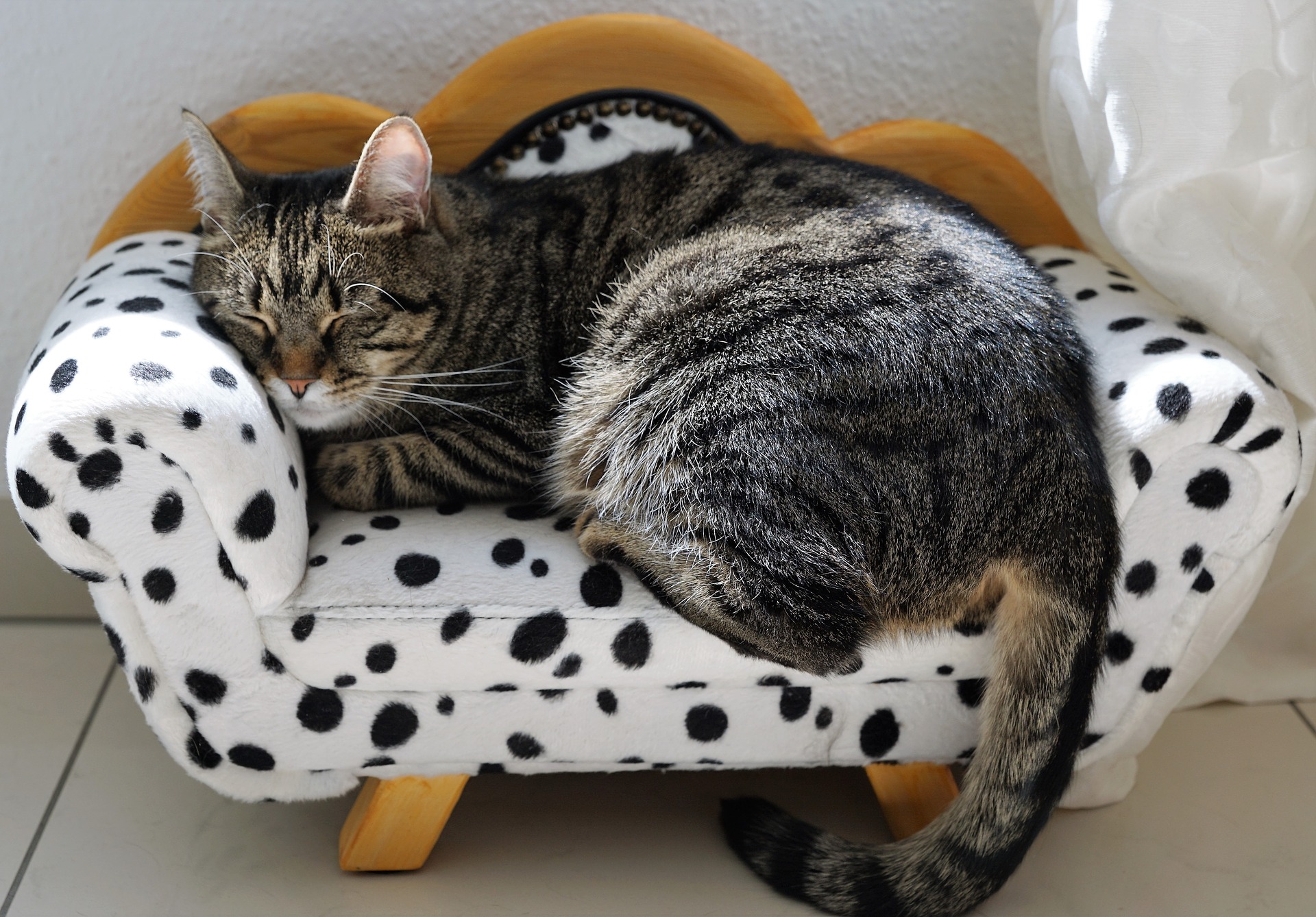 Happy cat sleeping on a cat sofa