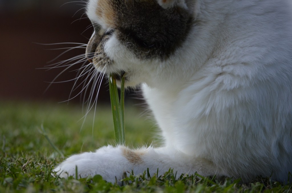 Katė guli ant vejos ir valgo ilgą žolės stiebą