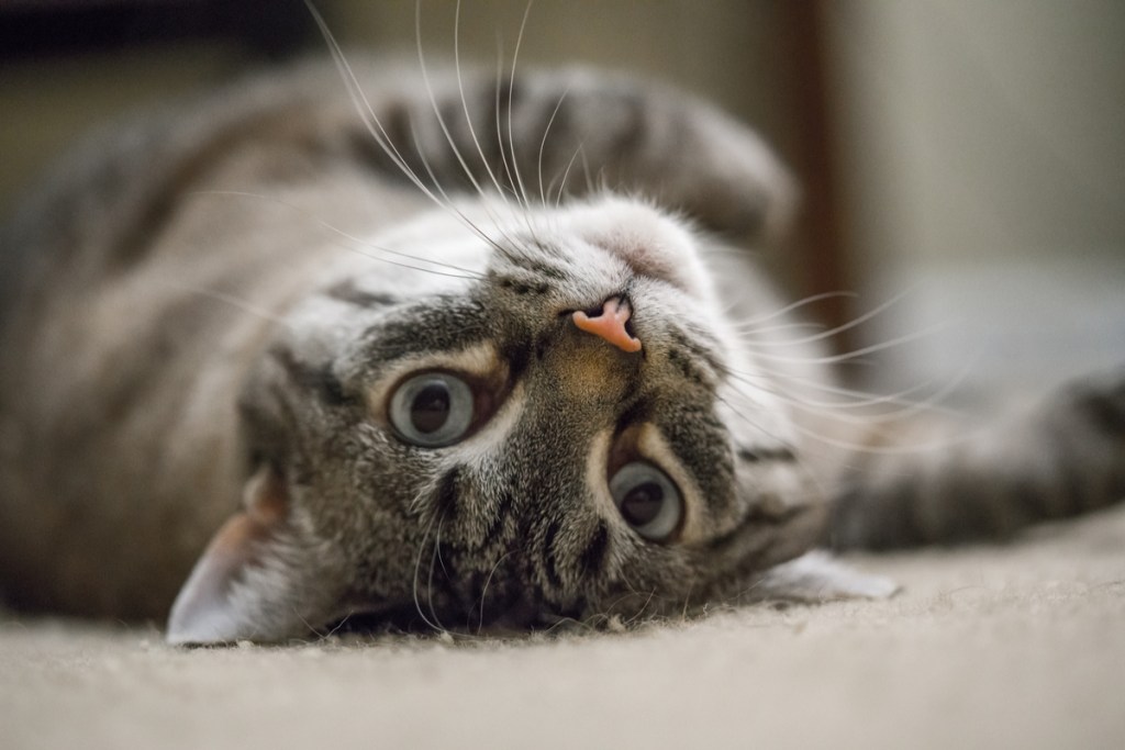 Cat lying on its back and looking upside-down