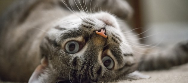 Cat lying on its back and looking upside-down