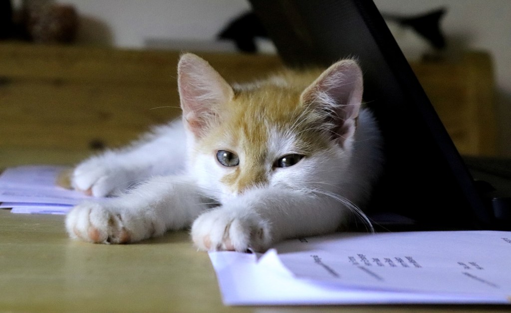 Oranžinė ir balta katė guli ant popieriaus krūvos