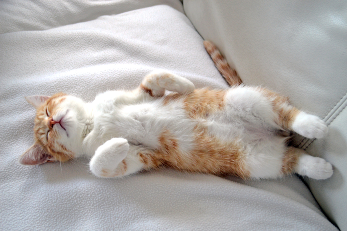 Orange and white cat sleeping on its back on a couch