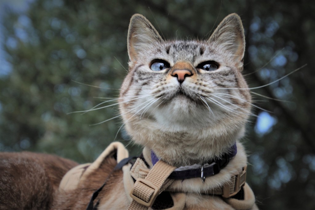 Cat proudly wearing a tan harness outdoors
