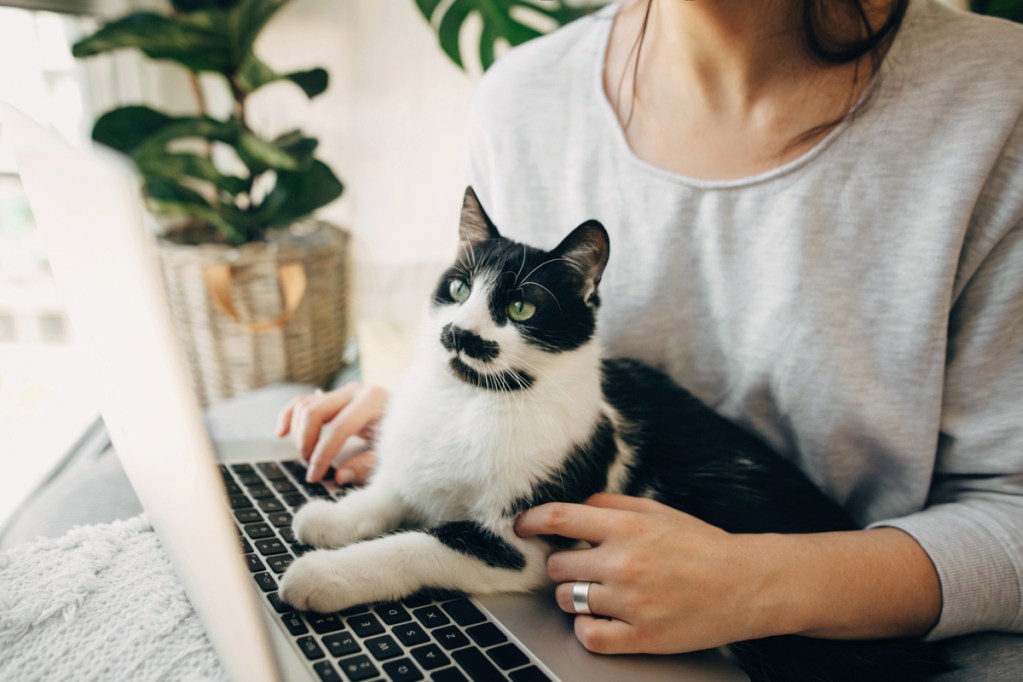 Black and white cat sitting in a woman's lap, looking at a laptop screen