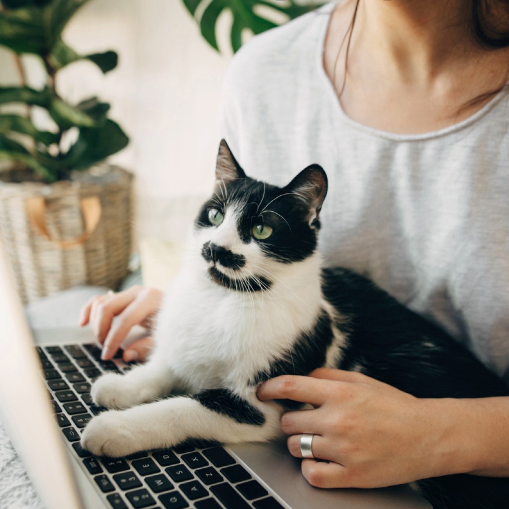 Black and white cat sitting in a woman's lap, looking at a laptop screen