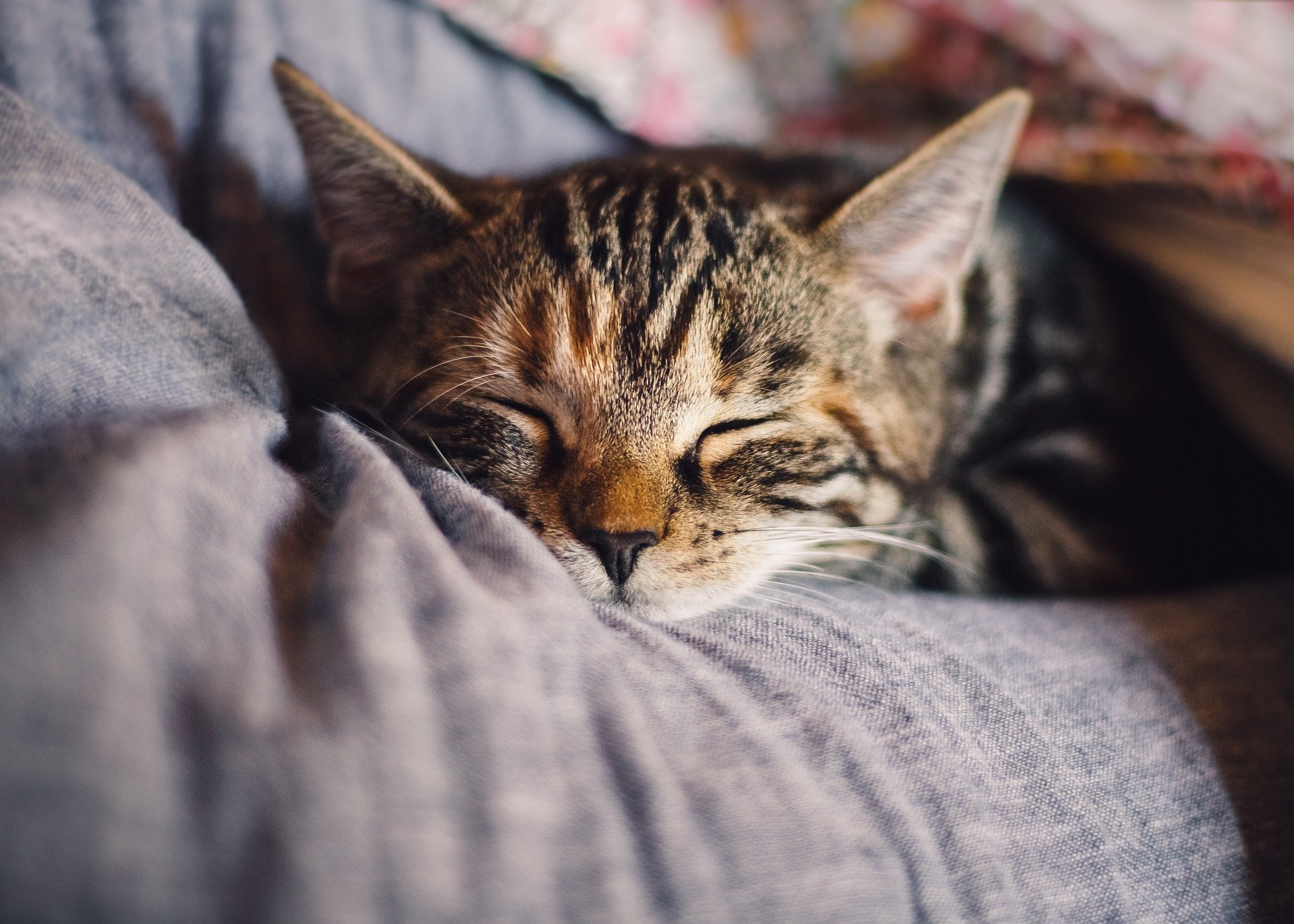 Here Are Some Reasons Why Your Cat Twitches in His Sleep | PawTracks