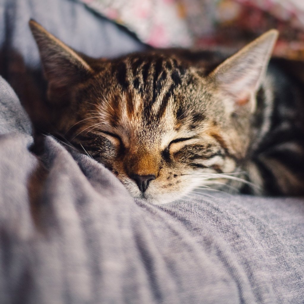 Tiger cat sleeping on a grey bed
