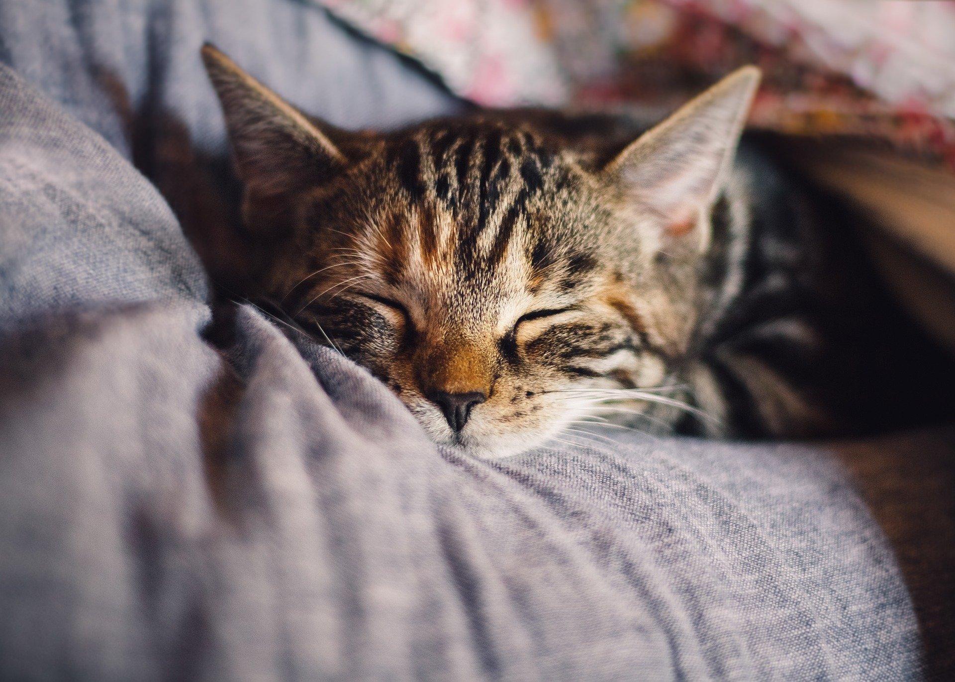 Tiger cat sleeping on a grey bed