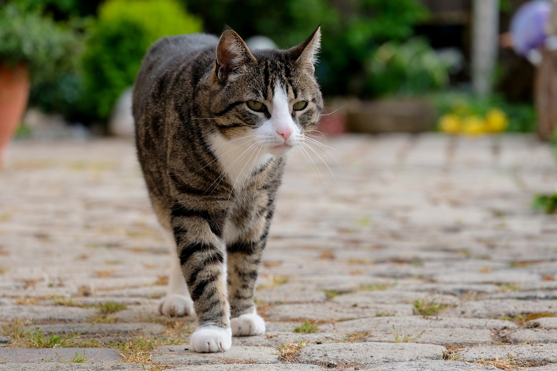 Cat walking on a stone driveway