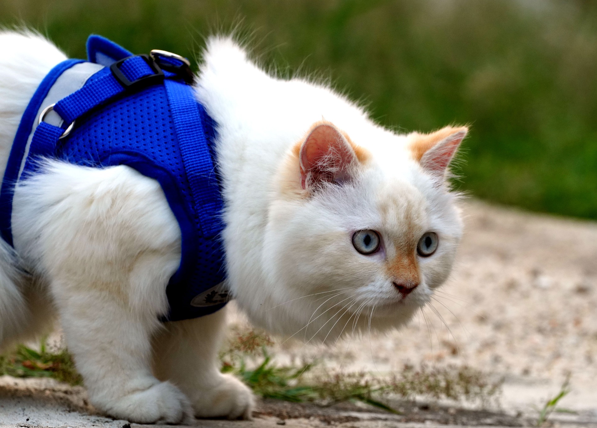 Cat outdoors wearing a blue harness attached to a leash