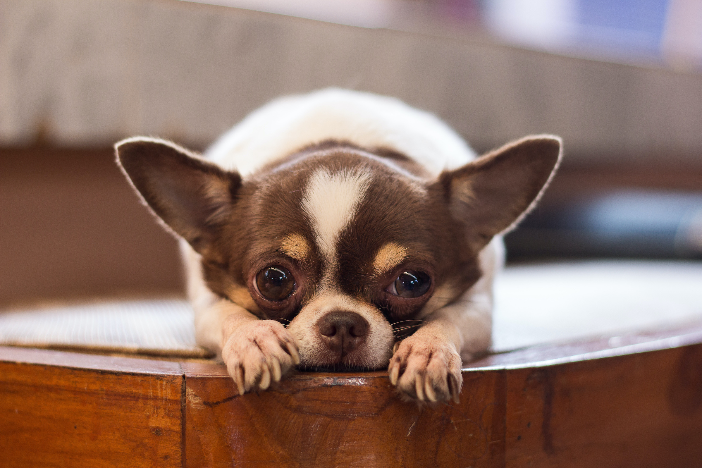 Is your small dog anxious? When to be worried PawTracks