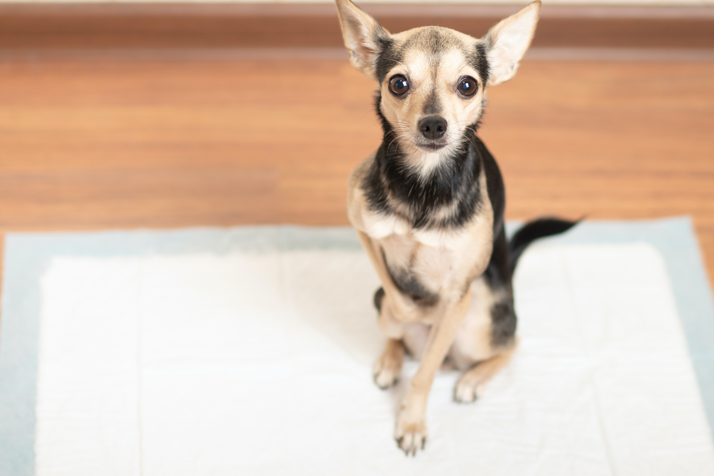 A Chihuahua sits on a potty pad and looks up at the camera